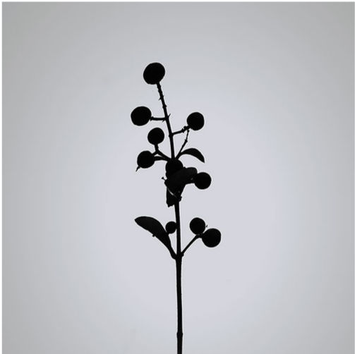 植物とグラフィックデザインの密接な関係 Bird Yard